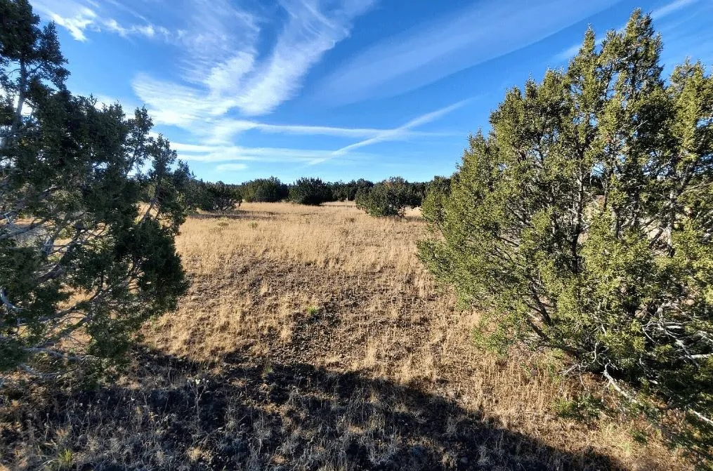 A dry grassy field with scattered green bushes and trees under a blue sky with streaky white clouds. Sunlight casts shadows on the landscape.
